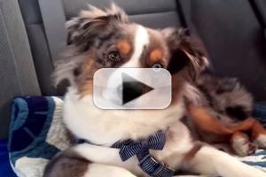 VIDEO: Watch Australian Shepherd Cover FROZEN's 'Let It Go' Canine-Style